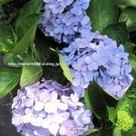 あじさい - 紫阳花が见顷