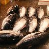 鮪たち