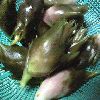 朝穫りの我が家の茗荷！