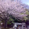 4月5日（土）・多摩川の桜