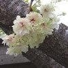 花びらが緑色