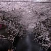 目黒川の桜と少年。