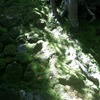 報国寺・苔むす石