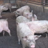 Kさんの育てる豚は、飼料に拘りがあり、とっても美味しいです