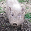 動物園から引きとってあげた、ペットのブタちゃん