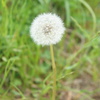 多摩川を散策