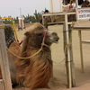 きょうは、ラクダ