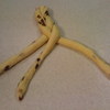 ツオップの成形中です。