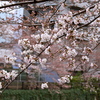 目黒川沿いの桜です