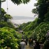 成就院の坂の両脇は紫陽花でその先に由比ヶ浜