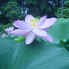 花の命は三日です