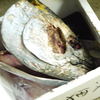 マグロの頭