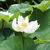 鶴岡八幡宮・蓮の花（白）