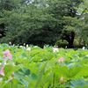 鶴岡八幡宮・蓮池