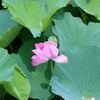 鶴岡八幡宮・蓮の花（ピンク）