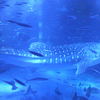 のとじま水族館　