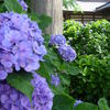 紫のアジサイがいっぱい！綺麗♪