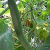 庭の胡瓜が目を離せない。