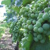 ぶどう畑見学ツアー