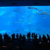 美ら海水族館の大水槽