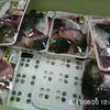 魚のアラ（ブリばっか