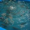 お魚さん。ネリかな？