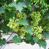 ぶどう園３