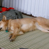 お昼寝中