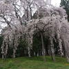 合戦場のしだれ桜