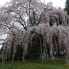 合戦場のしだれ桜