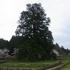 杉沢の大杉