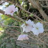 季節外れの桜。。野十郎の うれし涙かな