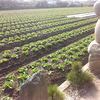 白菜・レタスの畑。