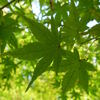 青葉も綺麗！