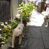 あ、猫さん！と思ったらオブジェ