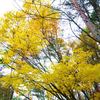 散策路頭上の銀杏★