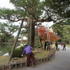 兼六園は雪吊の準備　紅葉は未だ少し