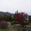 真っ赤に紅葉した木