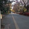 紅葉☆
