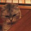 愛猫（実家）