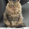 某所の気品高いがガン付きの悪い野良猫