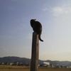 愛猫