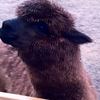 アルパカのカカオくん☆（アンデス山脈出身のラクダ科