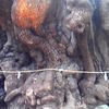 でかい