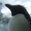ペンギン君、何を想う・・・？