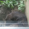 丸まってるオオカミ