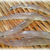 美しい白魚。