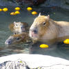 気が済むまで入ってるカピバラ一家 その１
