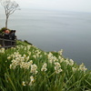 海をバックに凛と咲く水仙の花♪