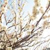 鶴岡八幡宮の梅